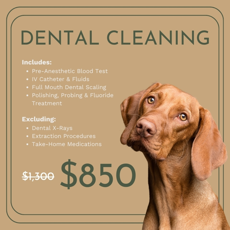 dental cleaning infographic