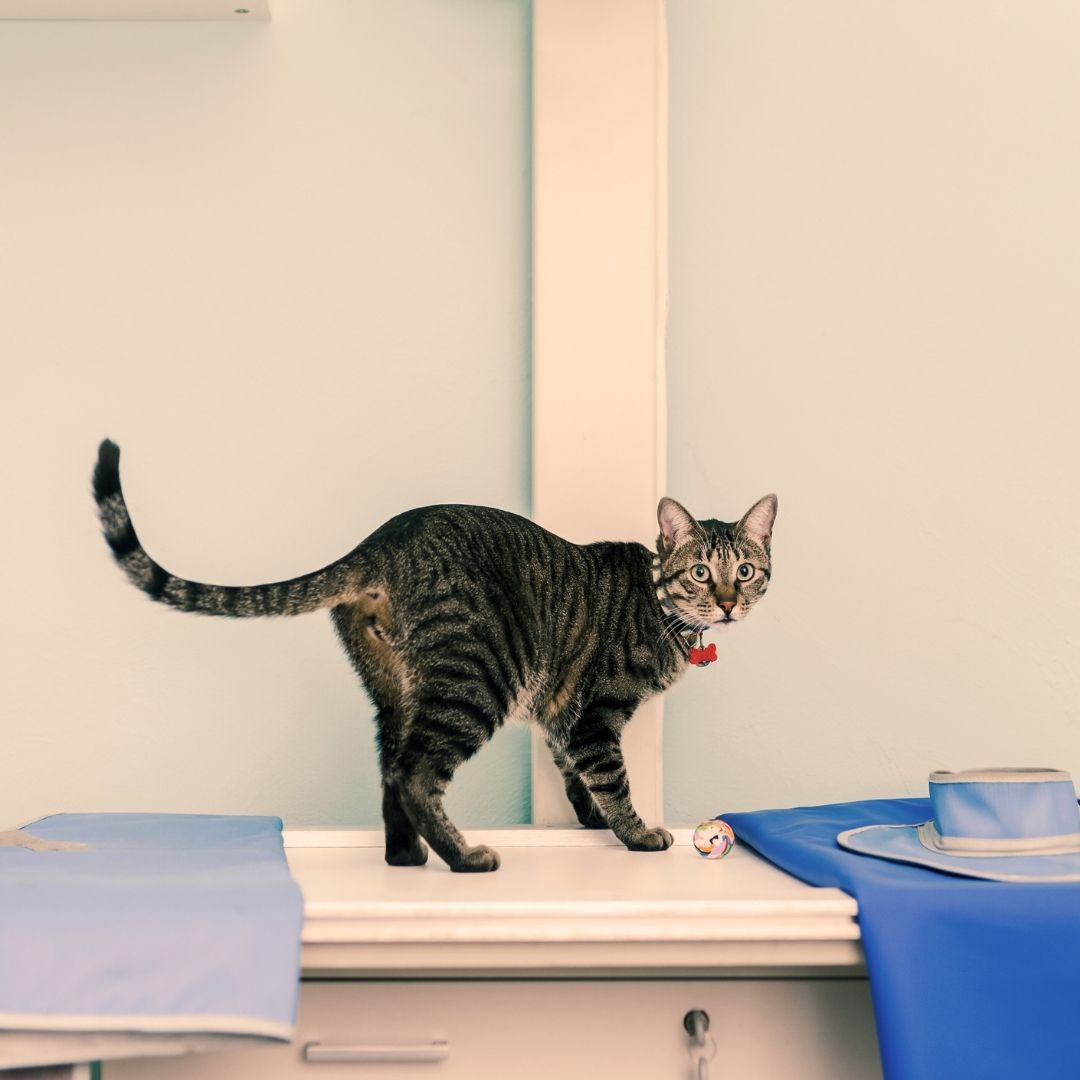 Curious tabby cat on counter