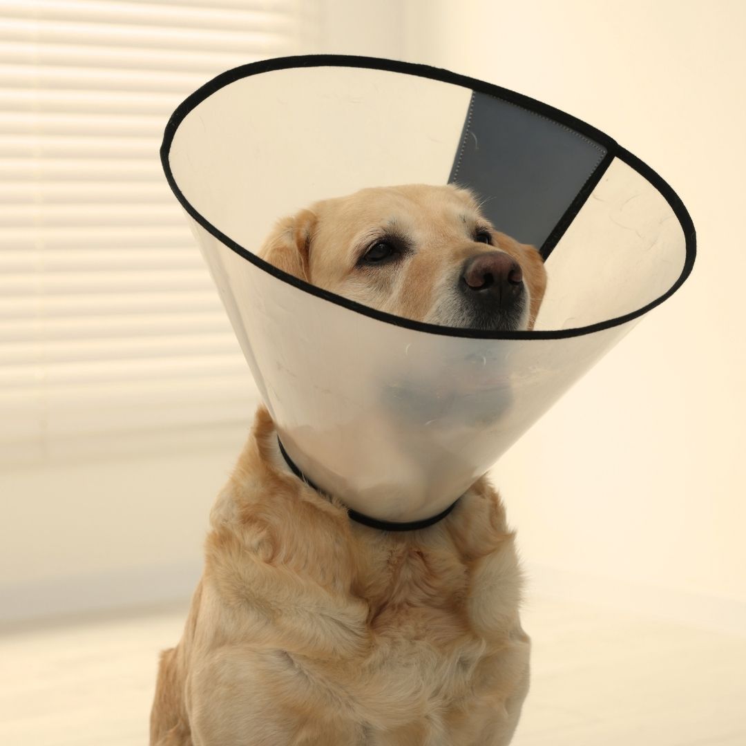 Dog wearing cone, smiling