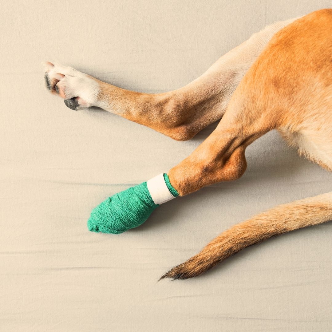 Dog with cast at vet