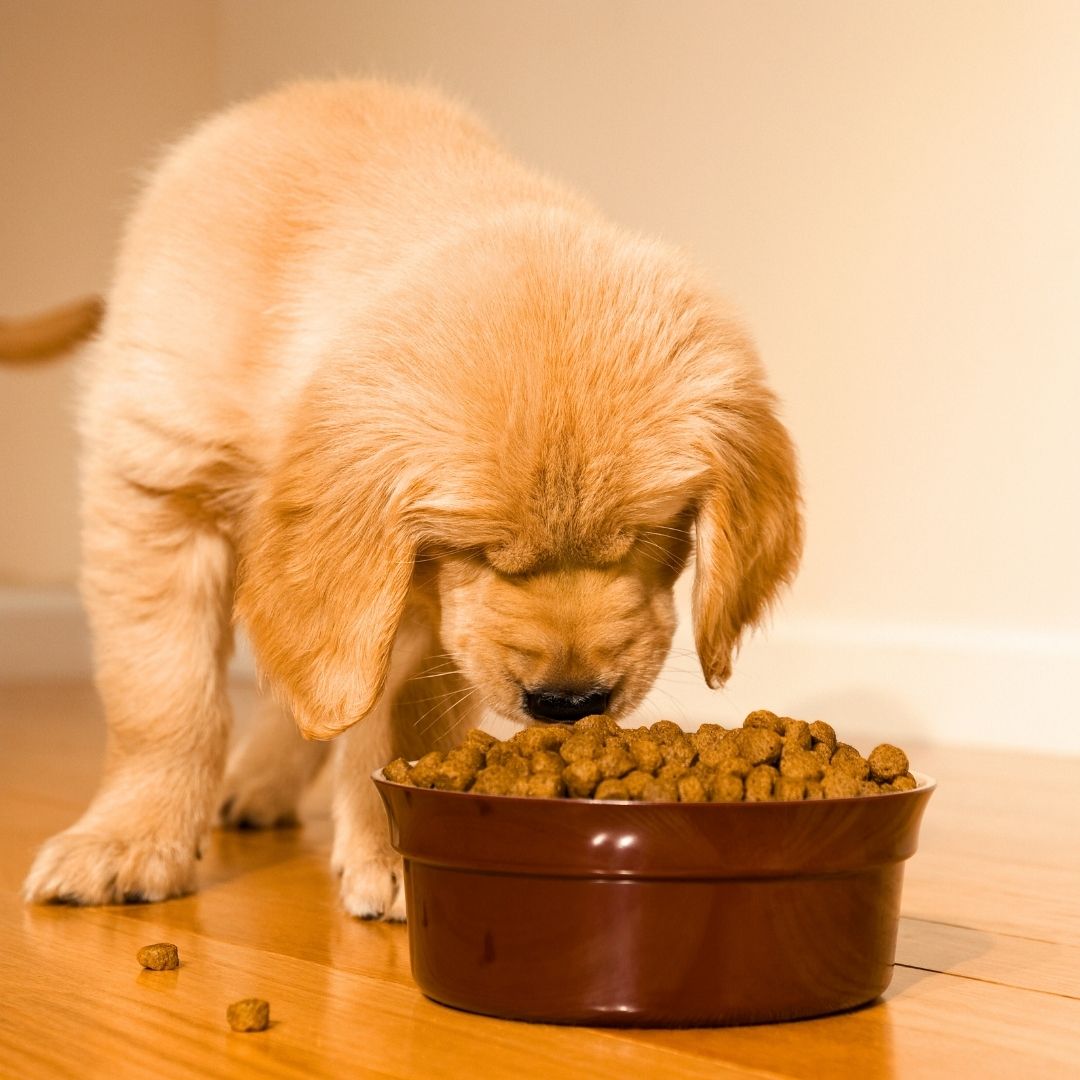 Golden retriever puppy eating kibble