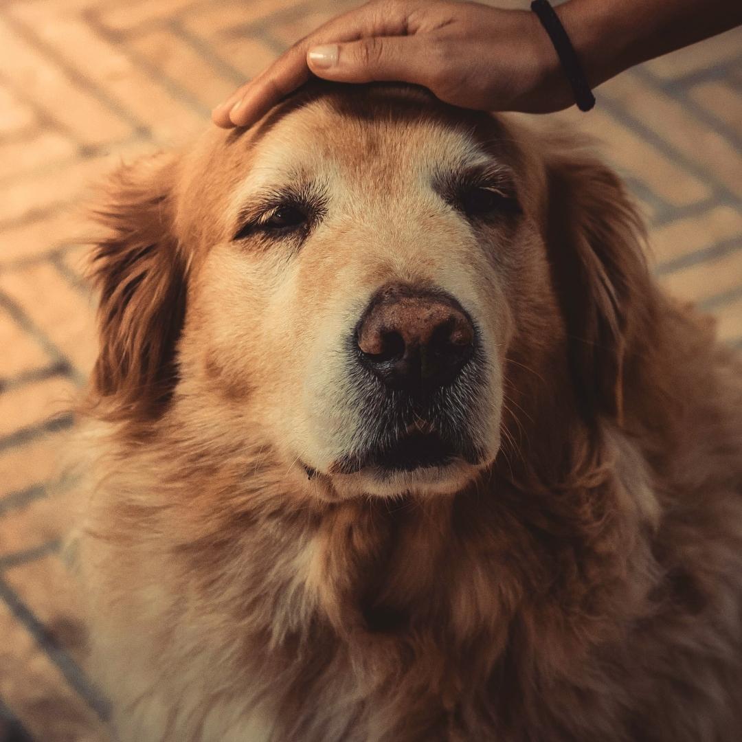 Hand petting golden retriever dog