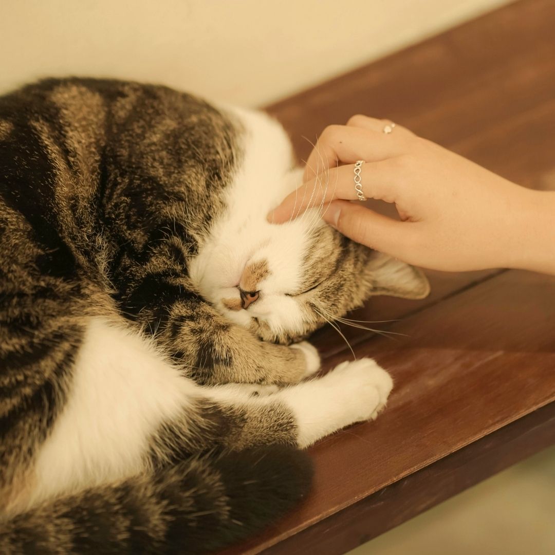 Hand petting sleeping tabby cat