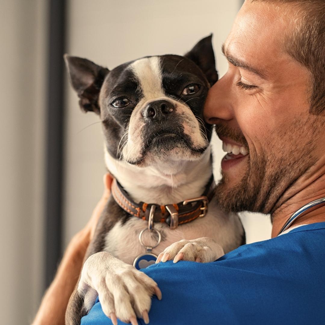 Man hugging a Boston Terrier.