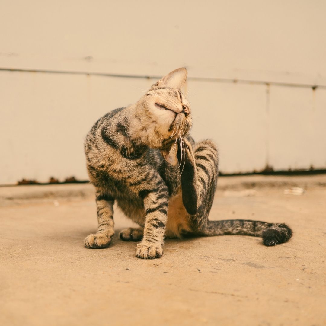 Tabby cat scratching ear