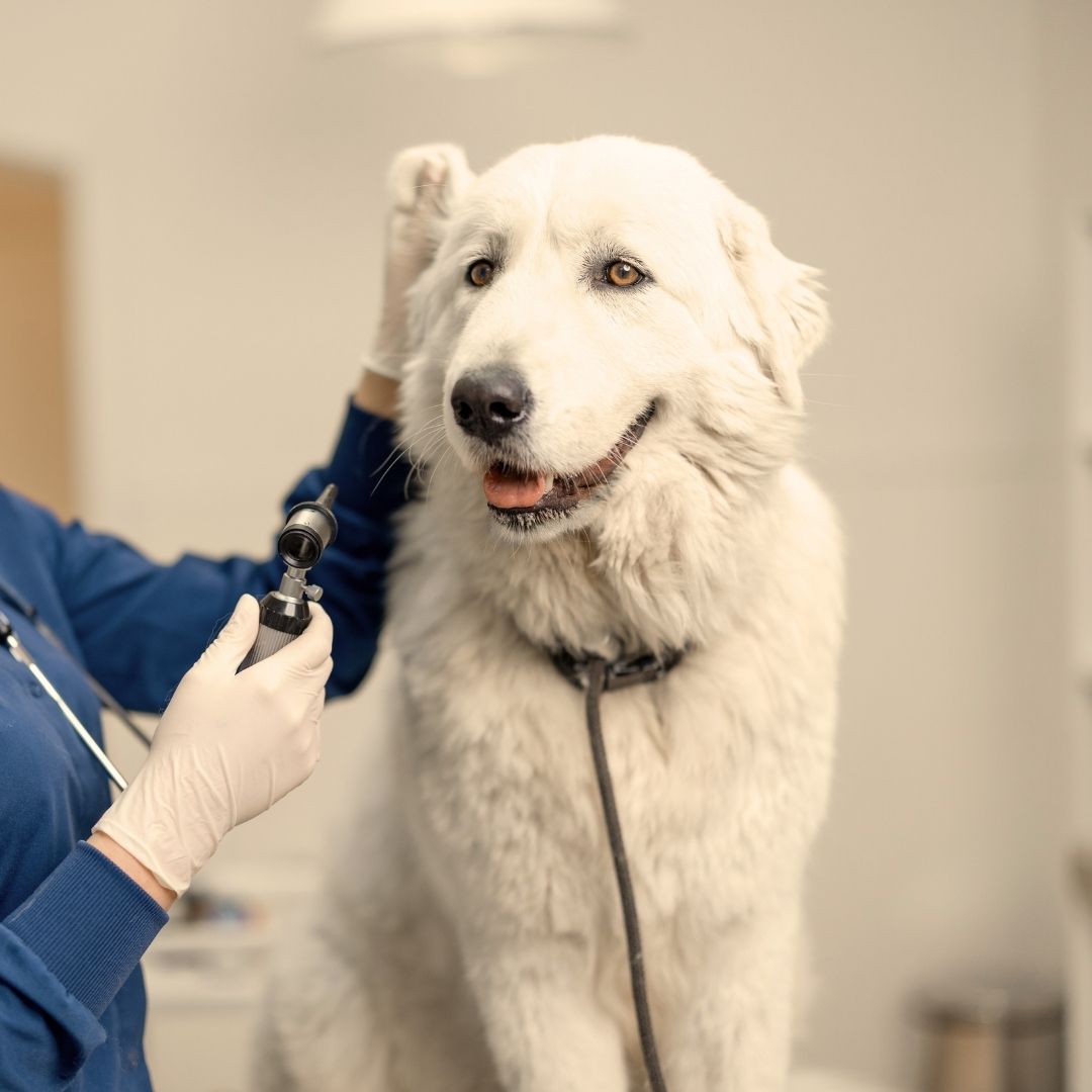 Vet examines dog's ear.