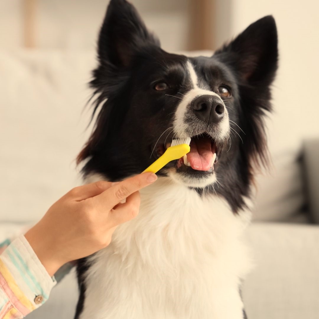 Brushing a border collie's teeth.