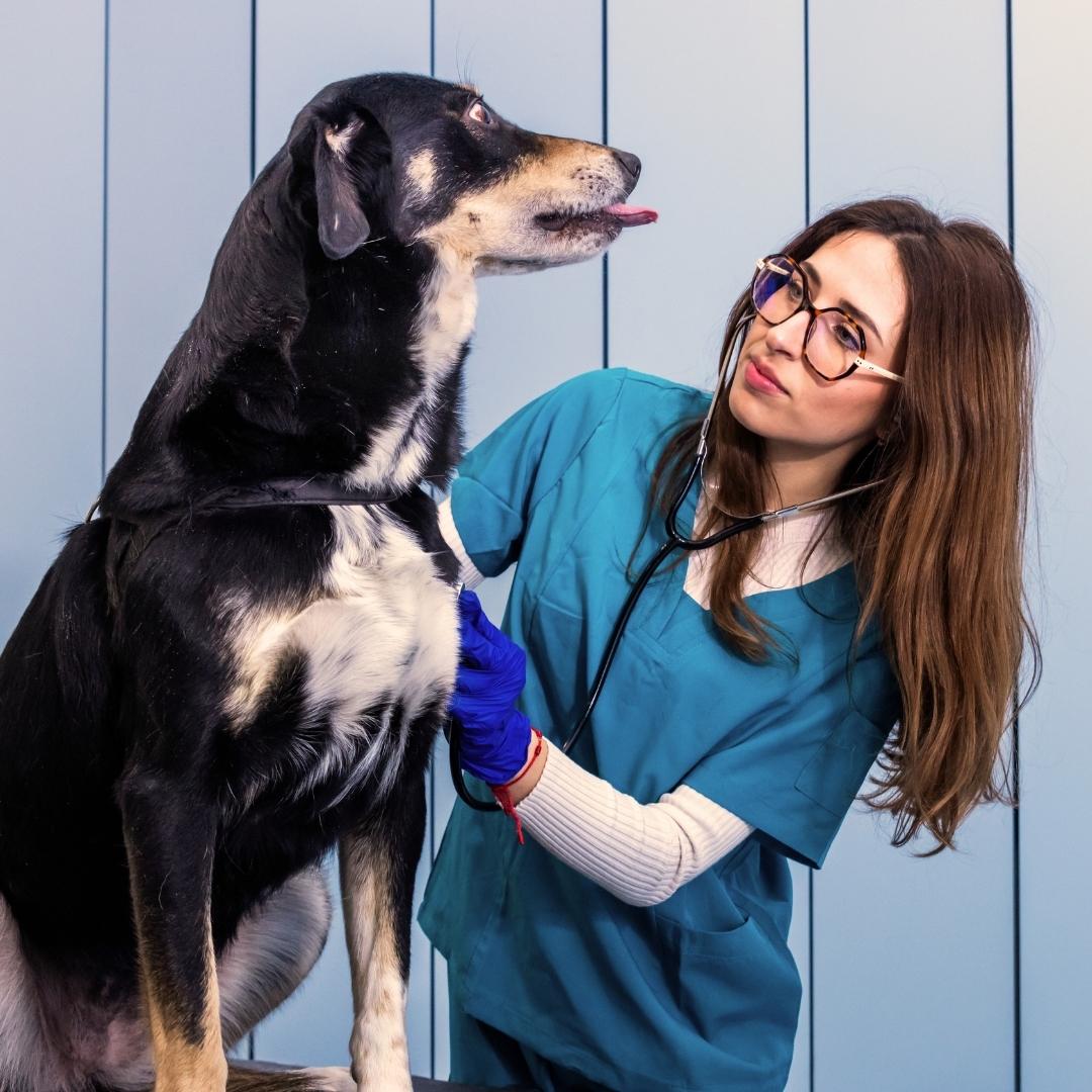 Vet examines dog with a stethoscope.