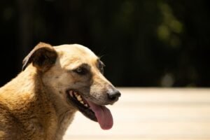 Dog panting outdoors in summer heat, a heatstroke risk for pets in Walnut Creek