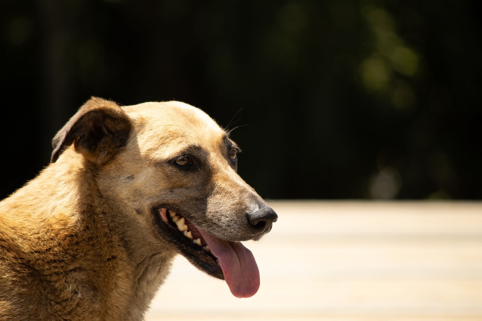 Dog panting outdoors in summer heat, a heatstroke risk for pets in Walnut Creek