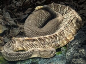 Rattlesnake coiled on rocky terrain like the East Bay trails near Walnut Creek