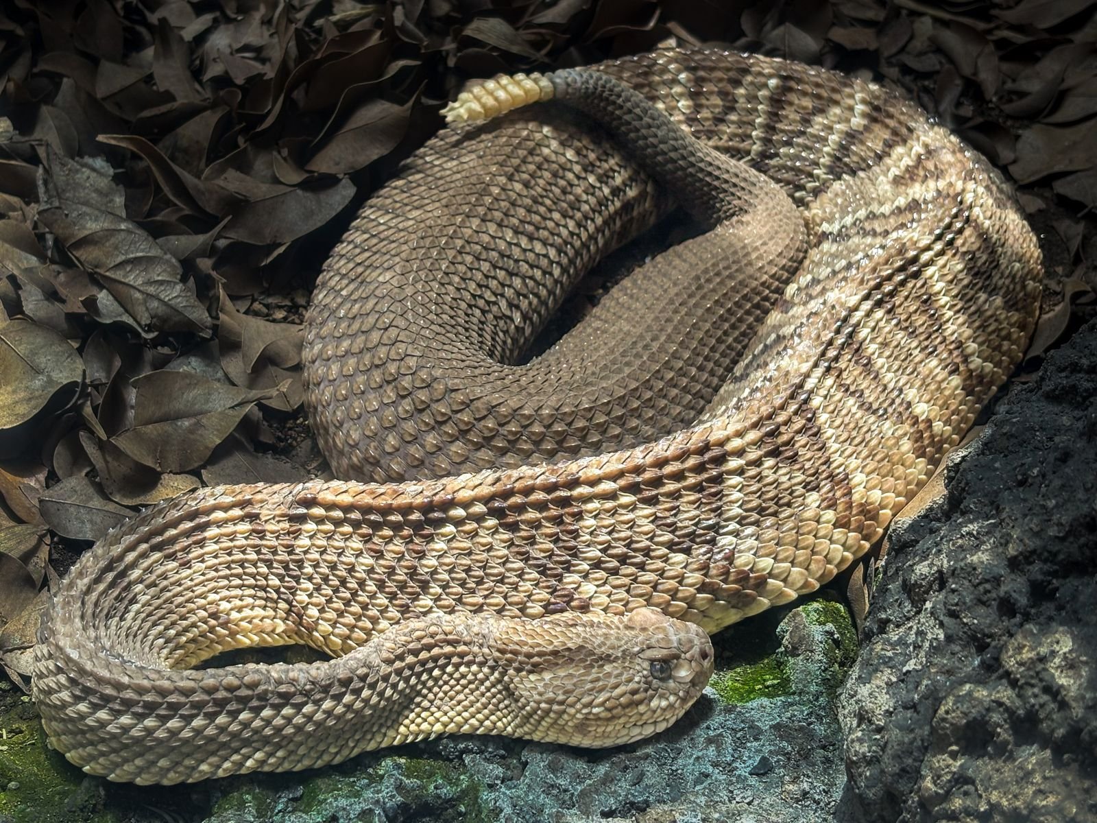 Rattlesnake coiled on rocky terrain like the East Bay trails near Walnut Creek