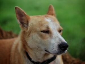 Close-up of a calm Canaan dog lying on grass, enjoying the peaceful outdoors.